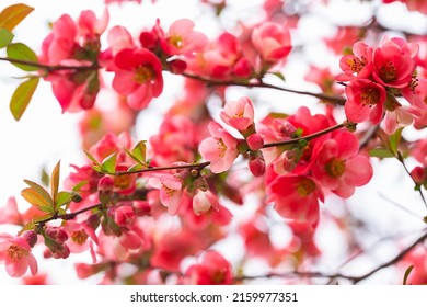 Bright red flowers of a Flowering quince, Chaenomeles speciosa, shrub. a thorny deciduous or semi-evergreen shrub also known as Japanese quince or Chinese quince. Spring floral background.