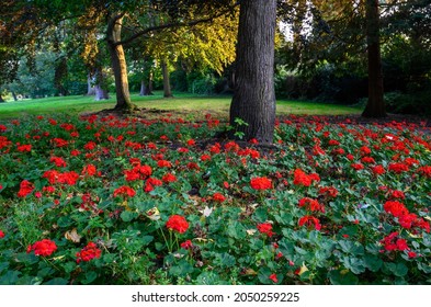 Bright red flowers and trees in the Knoll park. Focus on foreground flowers. The Knoll is a small PUBLIC PARK in Hayes, Kent, UK. Hayes is in the Borough of Bromley in Greater London.