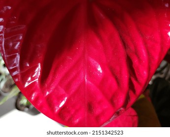 Bright Red, Glossy, Embossed Surface Of A Part Of An Anthurium Flower (Anthurium Andraeanum), Hanging Down -  In The Sun, Against A Neutral Window Background (macro, Full Face, Texture).