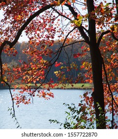 Bright Red And Gold Autumn Foliage On Tree Overlooking Lake Seneca State Park Maryland United States In Fall