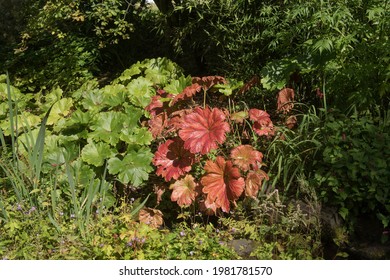 Bright Red And Green Summer Leaves Of An Indian Rhubarb Or Umbrella Plant (Darmera Peltata) Growing On The Edge Of A Pond In A Bog Garden In Rural Devon, England, UK