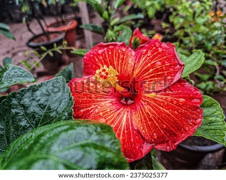 Bright red hibiscus flower glistening with raindrops. Vibrant tropical flora. Colorful garden blooms. Botanical beauty. Nature photography.