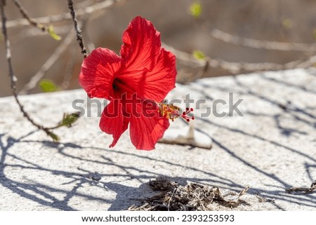The A bright red hibiscus flower with green burgeons is in the spring garden