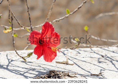 The A bright red hibiscus flower with green burgeons is in the spring garden