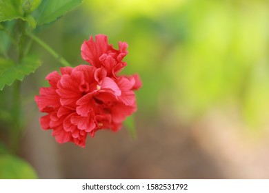 Bright Red Hibiscus Flowers
F 2.8
S 450
Iso 100