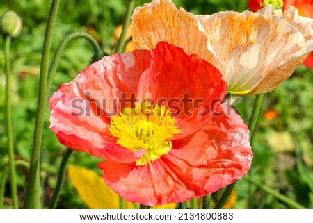 A bright red Iceland Poppy Flower (Papaver Nudicaule) and an orange and white patterned one