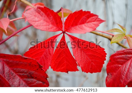 Bright red ivy leaf