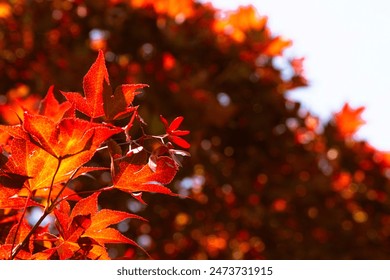 Bright red Japanese maple tree, with vibrant red, orange, and yellow colors on the leafs.  