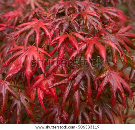 Bright Red Leaves of the Acer palmatum 'Dissectum' (Japanese Maple) in Autumn in a Garden in Devon, England, UK