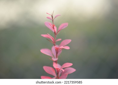 Bright Red Bright Red Leaves, Autumn Leaves, Leaves Euonymus Alatus Compactus, Ornamenta Leaves Against Lying Of Green Lawn, Go Green, Green Grass Lawn, Autumn Lawn Close-up Lit By The Sun, Grass Back