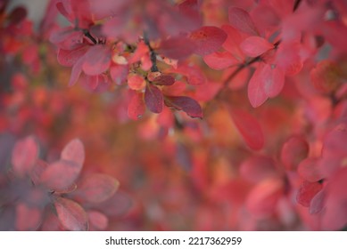 Bright Red Bright Red Leaves, Autumn Leaves, Leaves Euonymus Alatus Compactus, Ornamenta Leaves Against Lying Of Green Lawn, Go Green, Green Grass Lawn, Autumn Lawn Close-up Lit By The Sun, Grass Back