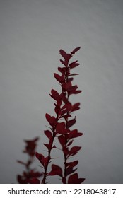 Bright Red Bright Red Leaves, Autumn Leaves, Leaves Euonymus Alatus Compactus, Ornamenta Leaves Against Lying Of Green Lawn, Go Green, Green Grass Lawn, Autumn Lawn Close-up Lit By The Sun, Grass Back