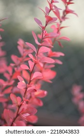 Bright Red Bright Red Leaves, Autumn Leaves, Leaves Euonymus Alatus Compactus, Ornamenta Leaves Against Lying Of Green Lawn, Go Green, Green Grass Lawn, Autumn Lawn Close-up Lit By The Sun, Grass Back