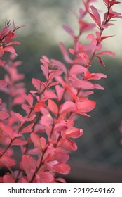 Bright Red Bright Red Leaves, Autumn Leaves, Leaves Euonymus Alatus Compactus, Ornamenta Leaves Against Lying Of Green Lawn, Go Green, Green Grass Lawn, Autumn Lawn Close-up Lit By The Sun, Grass Back