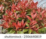 Bright red leaves of new growth above green leaves of Photinia x fraseri 