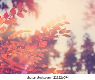 bright red leaves in soft focus, autumn background, very shallow focus  - Shutterstock ID 221226094
