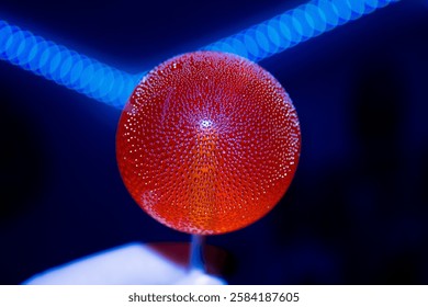 A bright red lollipop with tiny bubbles inside on a dark background. High quality photo