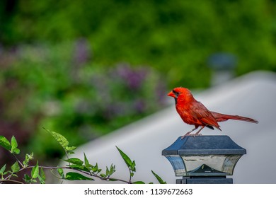 A Bright Red Male Cardinal Perched For A Rest On A Fence Post Cap.