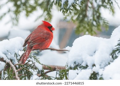 A bright red male cardinal puffed up into a round ball against the cold as he sits on a snowy pine branch in winter - Powered by Shutterstock