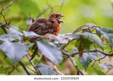 Bright red male cardinal in the wild. - Shutterstock ID 2335939839