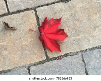 A bright red maple leaf laying on a walkway - Shutterstock ID 788566933