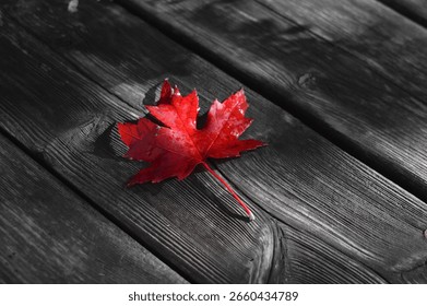 Bright Red Maple Leaf on Grey Wooden Boards