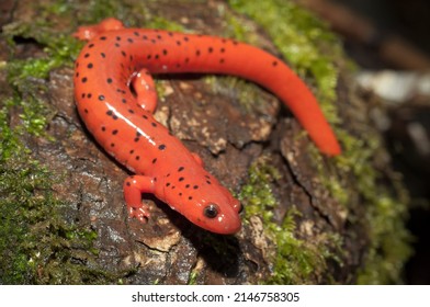 Bright Red Midland Mud Salamander Macro Portrait