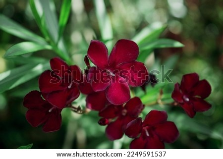 The bright red nerium oleander flowers are so beautiful
