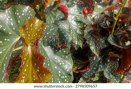 Bright Red New Leaf Emerging Among Polka Dot Begonia Maculata, Large Silver Spotted Green Angel Wing Foliage in Sunlight.