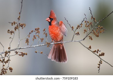 Cardinal Bird Flying Images, Stock Photos & Vectors | Shutterstock