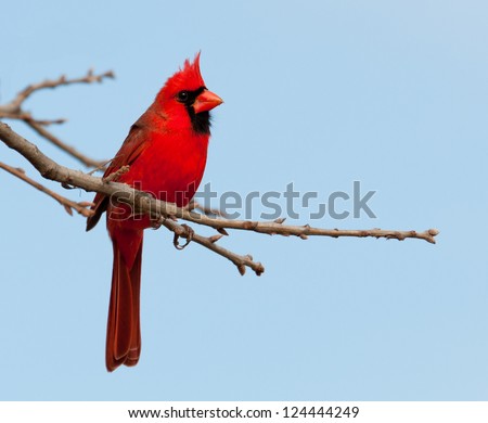 Bright red Northern Cardinal male in an Oak tree in winter