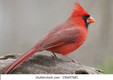 Bright Red Northern Cardinal on Log