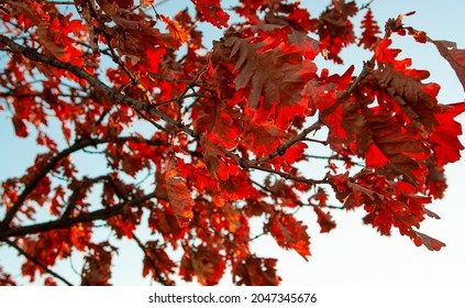 Bright  red orange fall foliage of common oak tree (Quercus robur, pedunculate oak, European oak, English oak) branches with selective focus against blue sky. Bright autumn leaves in north Greece i 