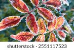 bright red and orange leaves, autumn and the arrival of winter, change of seasons, frost and snow on leaves, close up, backgrounds, nature textures, cold, sudden drop in temperature, poster, screensav