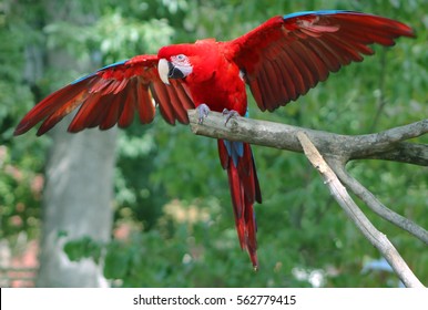 Bright Red Parrot Flying Off Perch Branch At Zoo