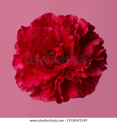 Bright red peony flower isolated on pink background.