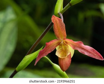 Bright Red Phragmipedium Noarmont Blooms Greenhouse Stock Photo ...