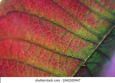 bright red poinsettia leaf upclose