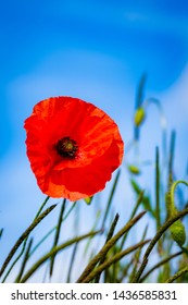 Bright Red Poppies. Symbol Of Rememberance Sunday. Countryside Background.