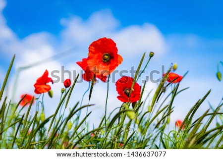 Bright red poppies. Symbol of rememberance sunday. Countryside background.