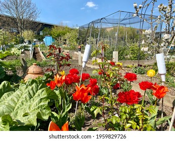 Bright Red Poppies And Tulips In A Garden Allotment, A Clay Pot Sit Amongst Other Lush Green Plants With Blue Sky Above.