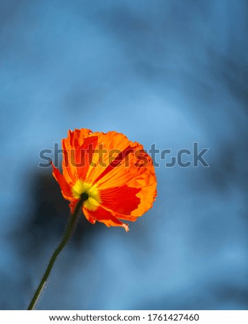 Similar – Poppy blossom from a frog’s perspective