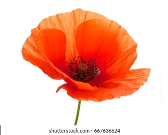 Bright Red Poppy Flower Isolated On White