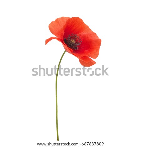 bright red poppy flower isolated on white
