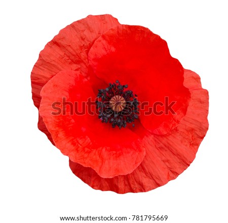 bright red poppy flower isolated on white ,top view