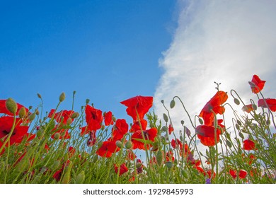 Bright red poppy flowers on the blue sky background