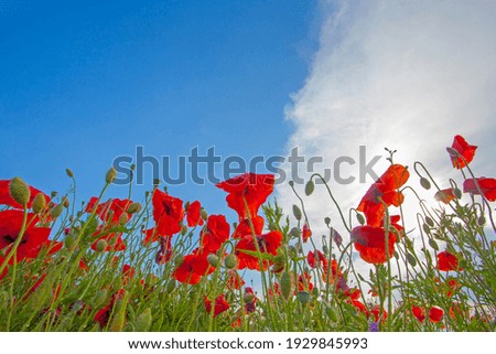 Similar – Foto Bild blühender roter Mohn in der Sonne, Rücklicht