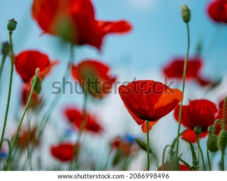 Bright Red Poppy Flowers on a Flower Meadow in Early Summer