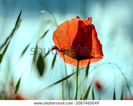 Similar – Foto Bild leuchtend Mohn Blume