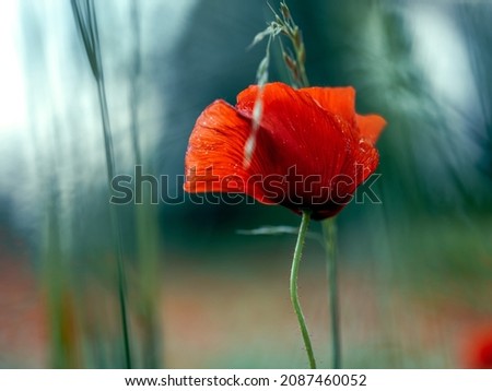 Similar – Poppy blossom from a frog’s perspective